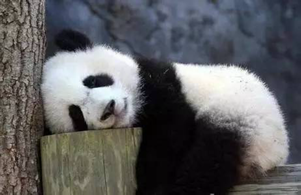 海底撈跨界跨到動物界了嗎?愛心認養大熊貓 海底撈跨界跨到動物界了嗎?愛心認養大熊貓